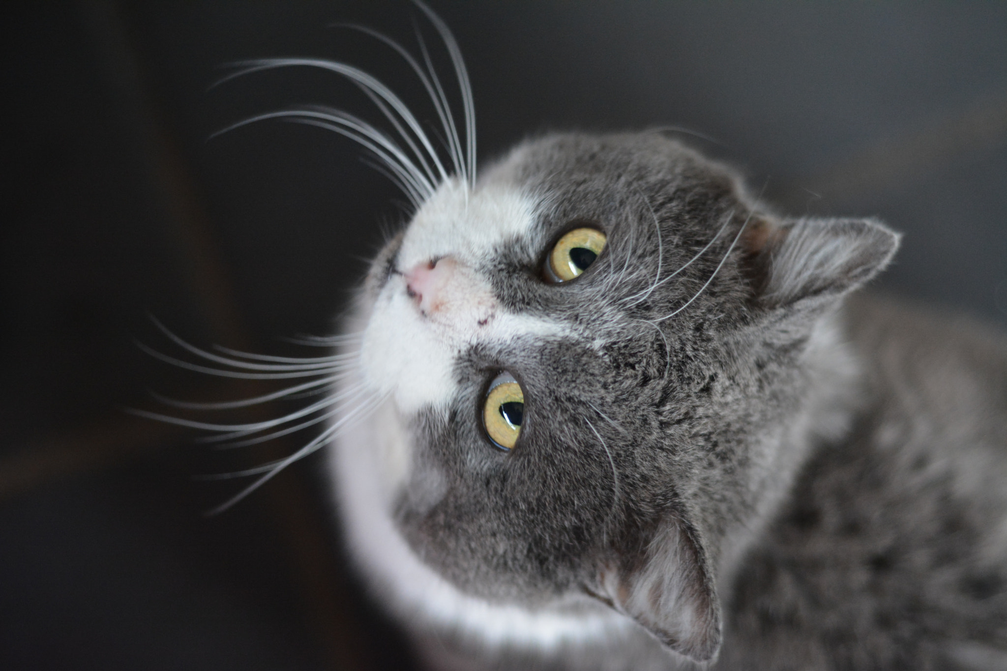 Nikon D7100 + Nikon AF Nikkor 50mm F1.8D sample photo. N°1 // like a cat photography
