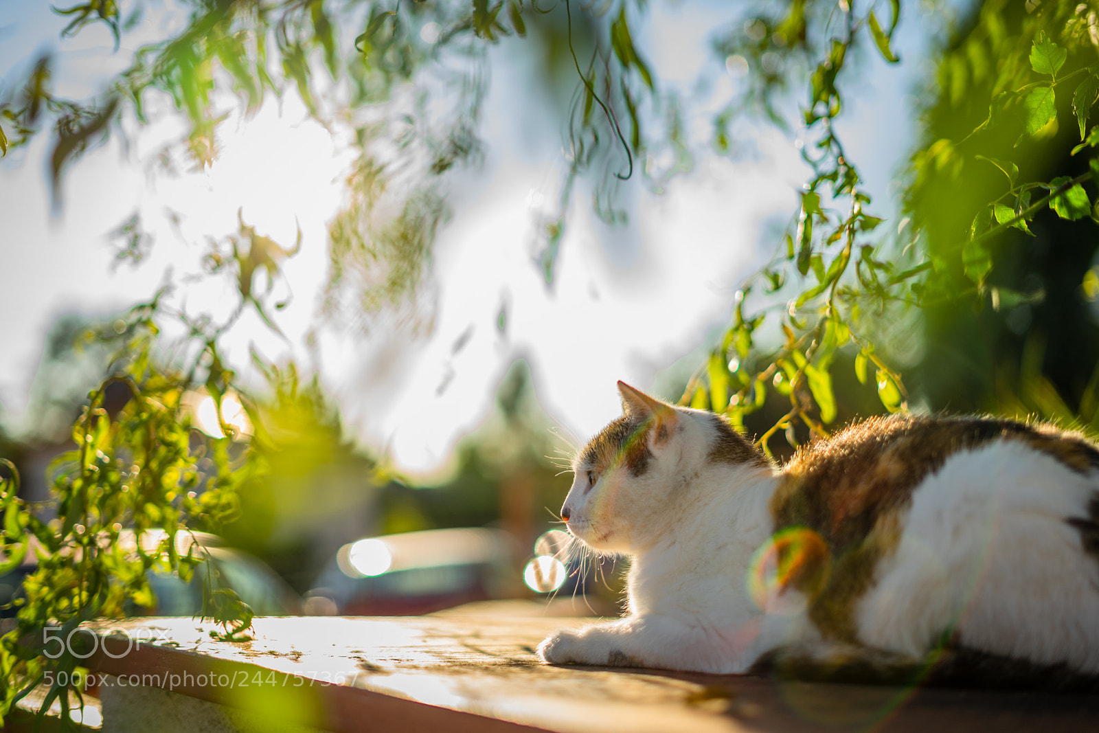 Sony a7 II sample photo. Just cat getting warm photography
