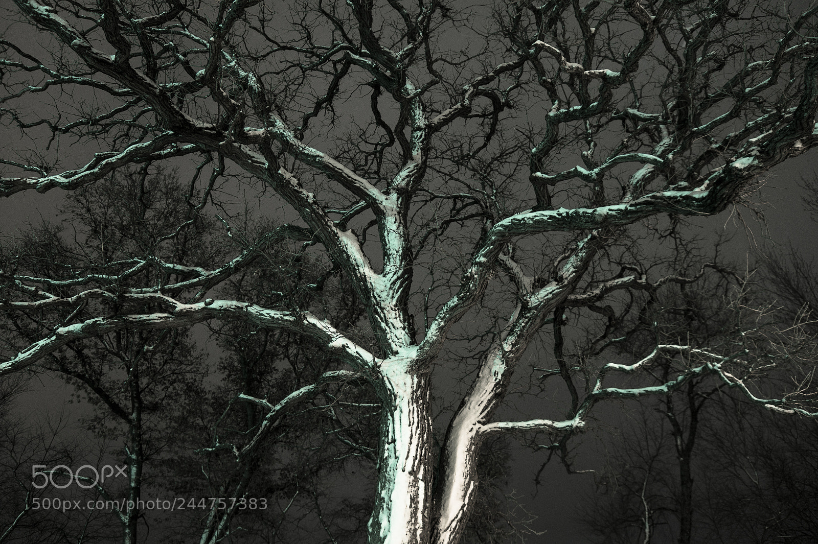 Sony SLT-A58 sample photo. Scary oak photography