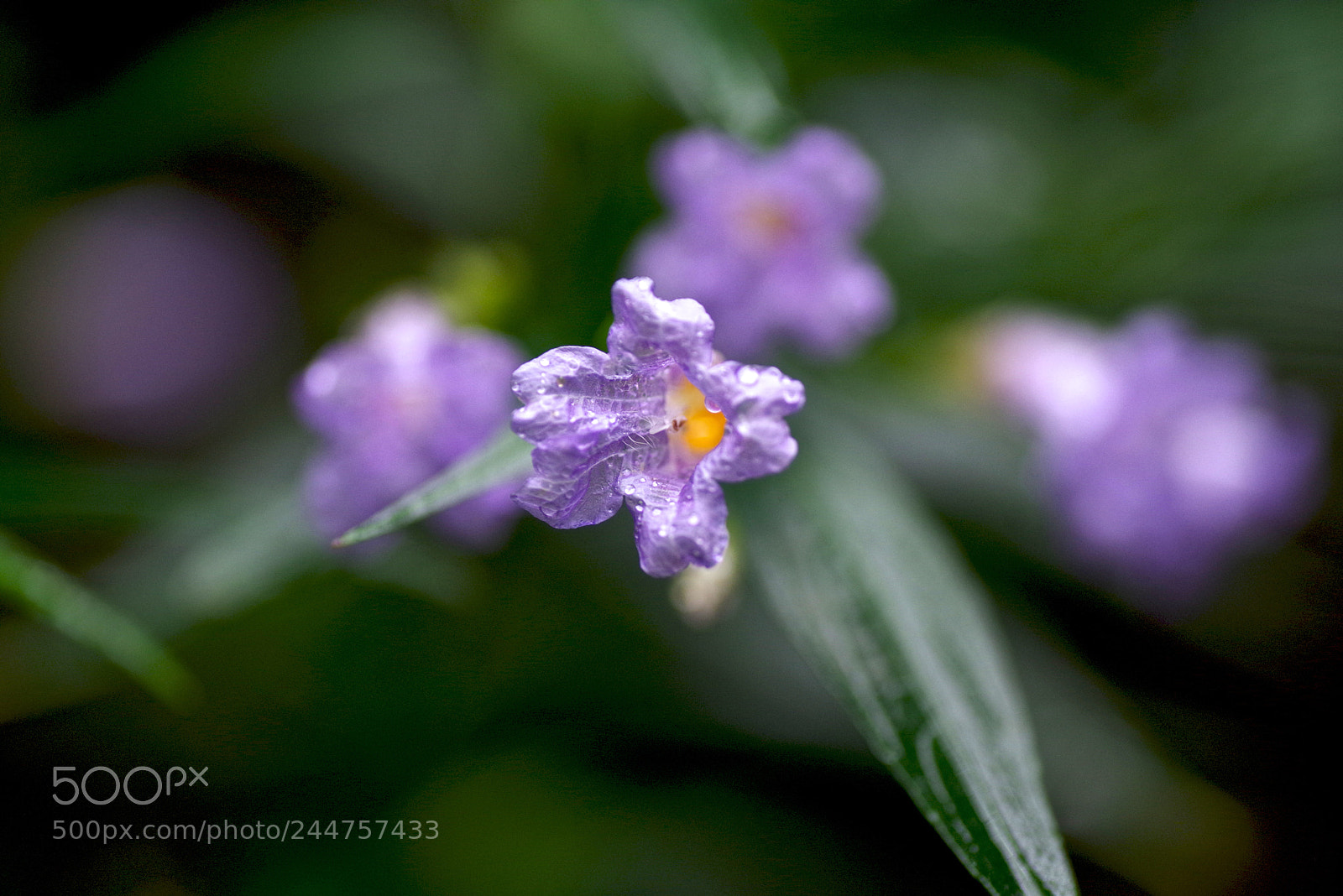 Pentax K-1 sample photo. Persian shield photography