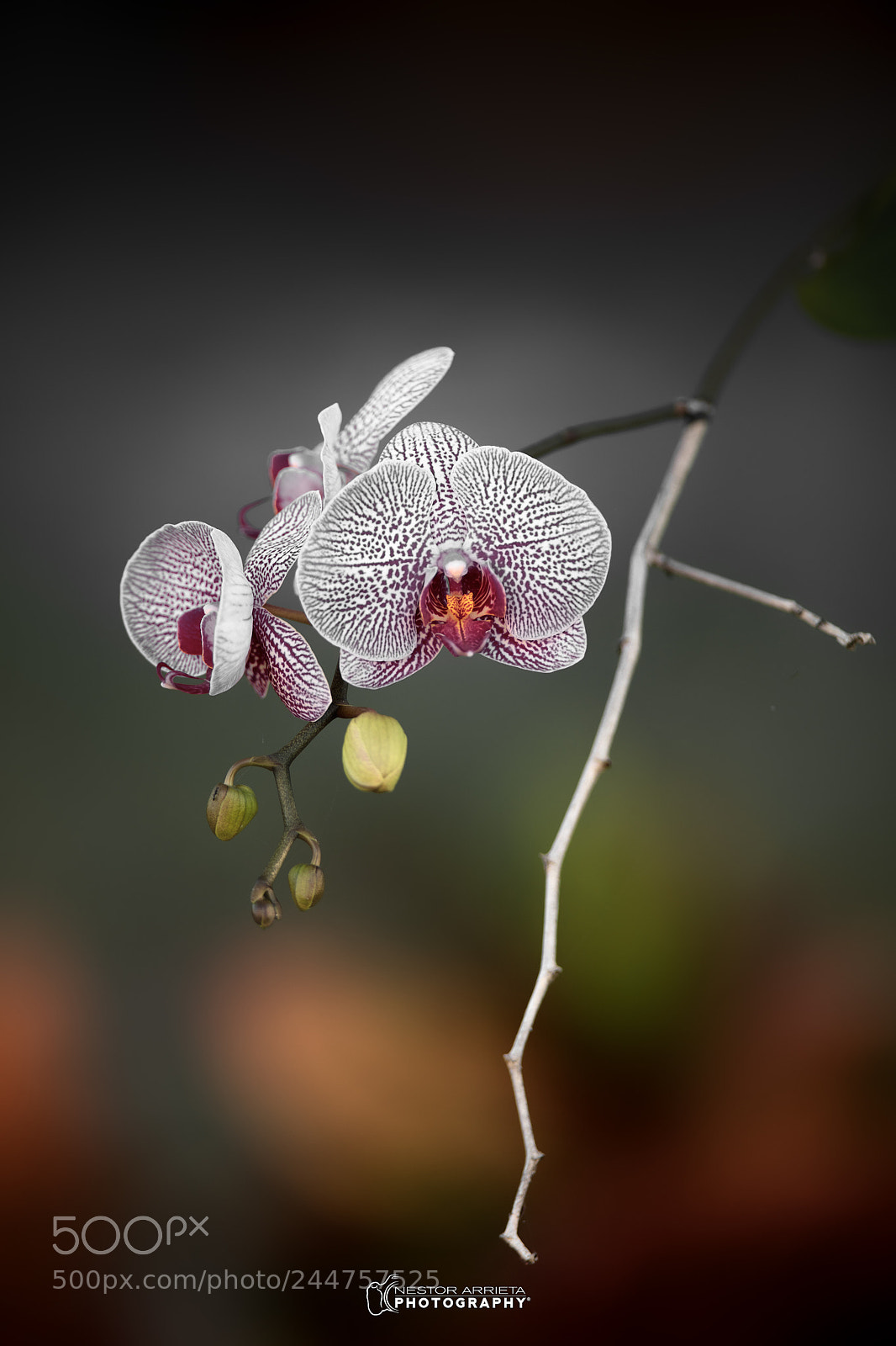 Canon EOS 5DS R sample photo. Mi orquidia photography