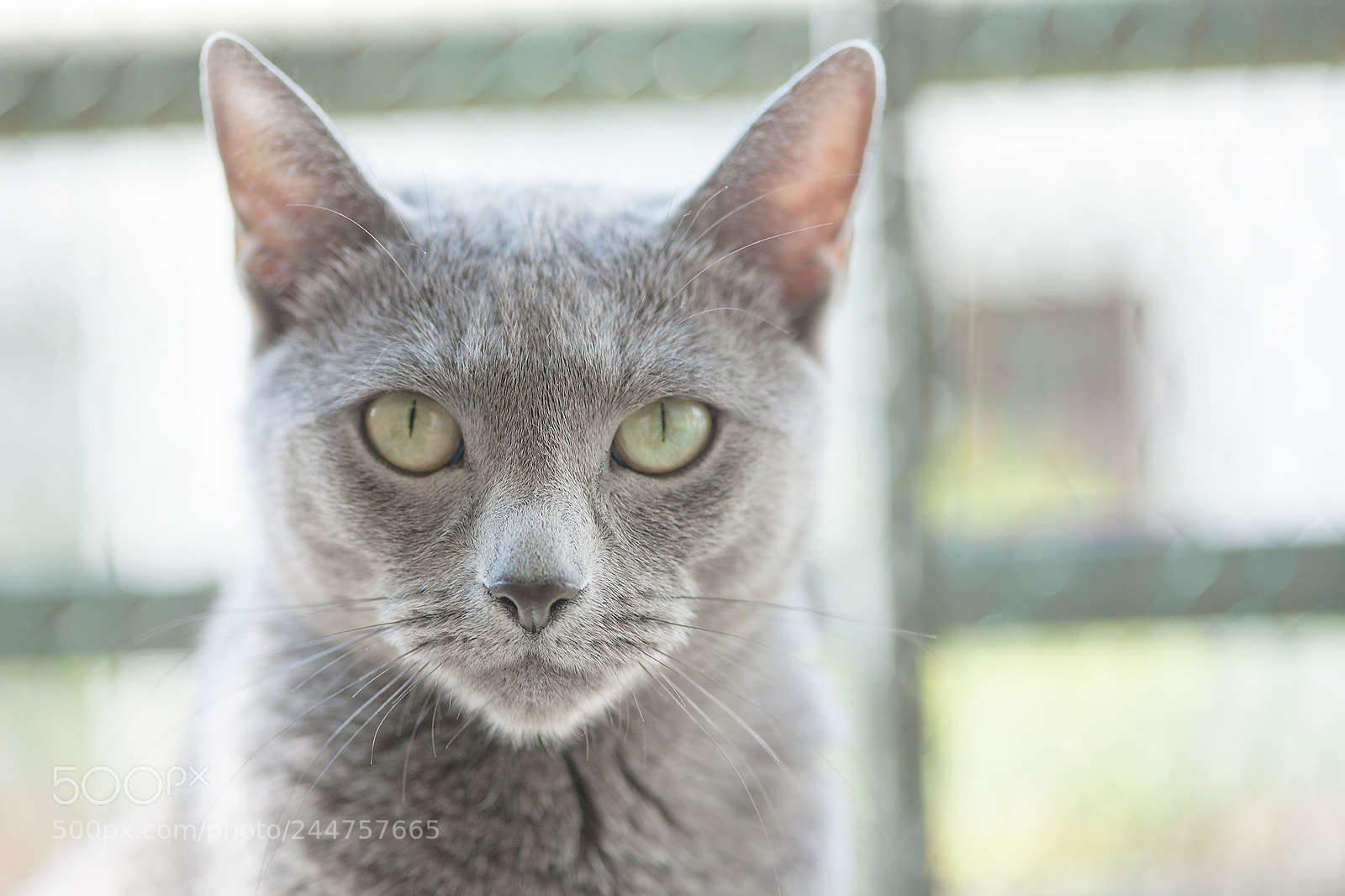 Canon EOS-1Ds Mark III sample photo. Canela photography