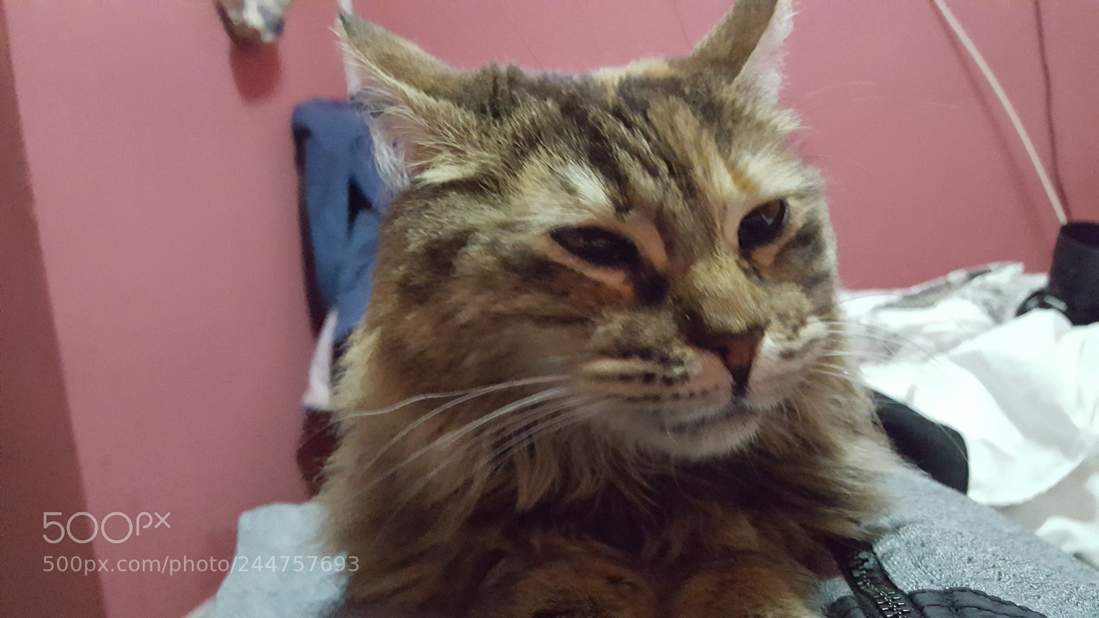 Samsung GALAXY S6 edge sample photo. Untitled photography