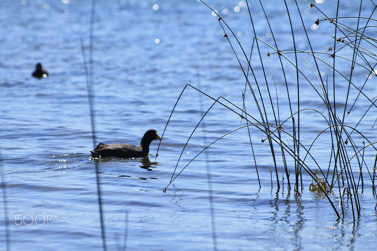 Canon EF 75-300mm f/4-5.6 USM sample photo. Lake photography