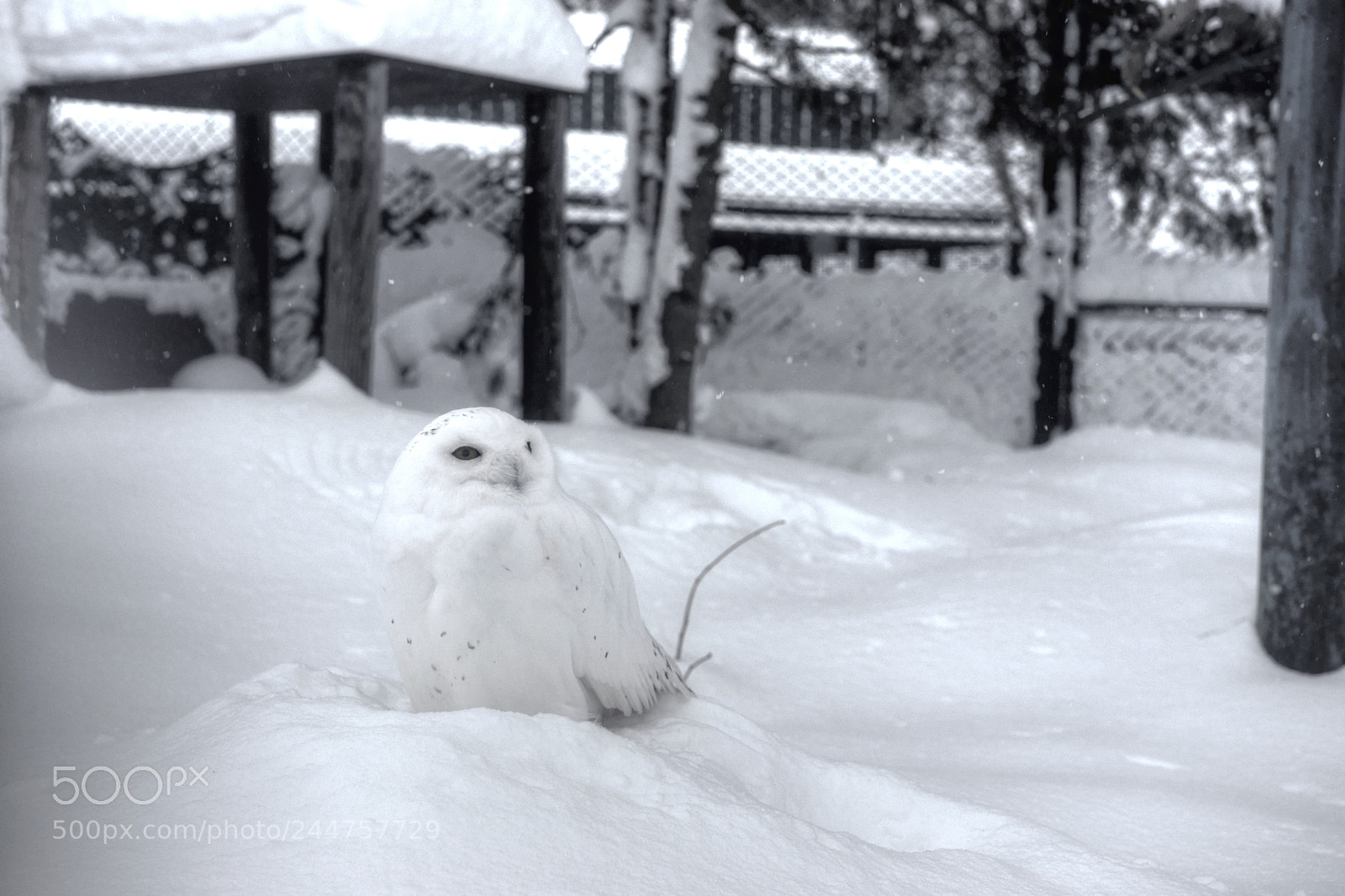Nikon D800 sample photo. White owl photography