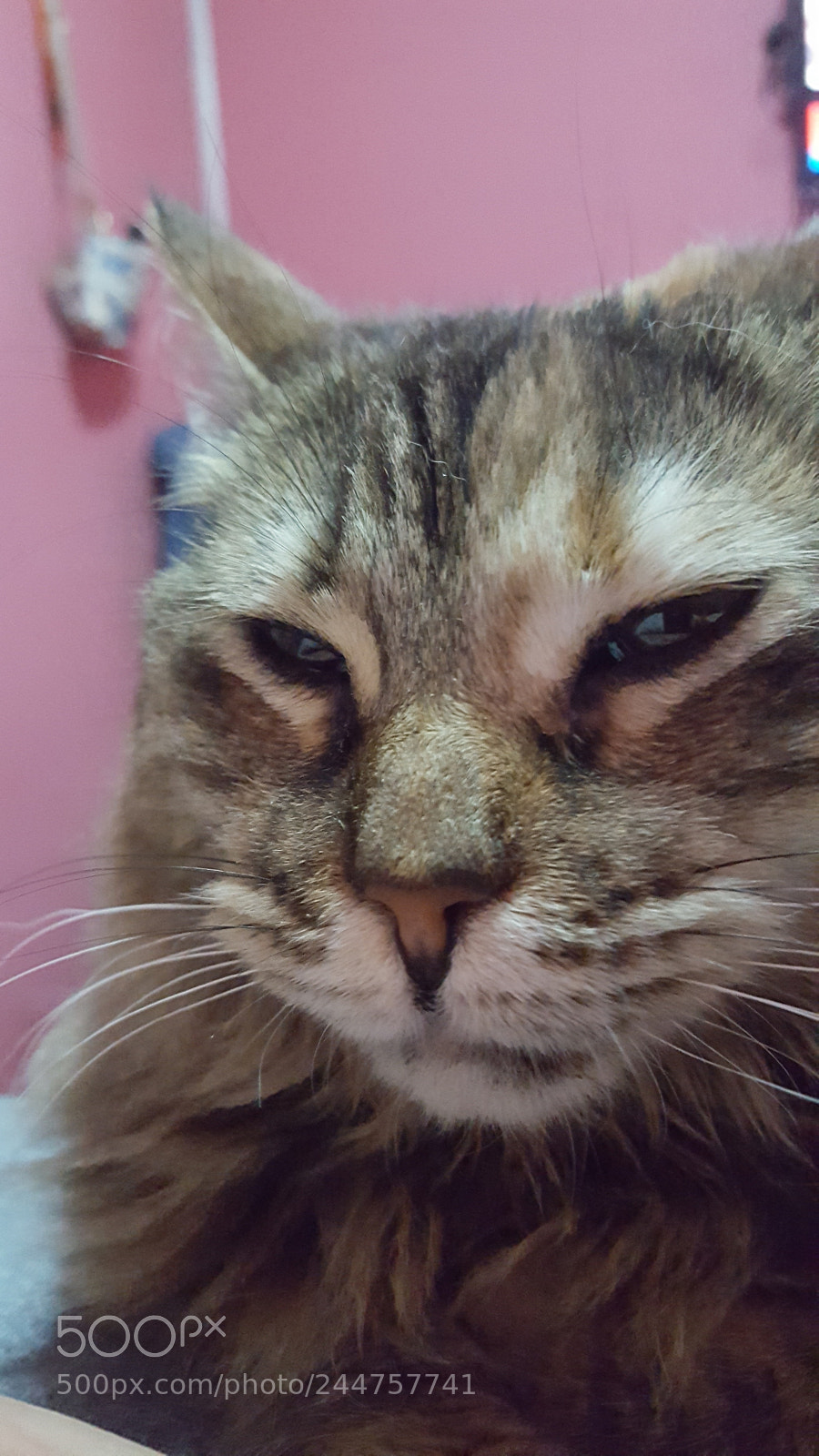Samsung GALAXY S6 edge sample photo. Untitled photography