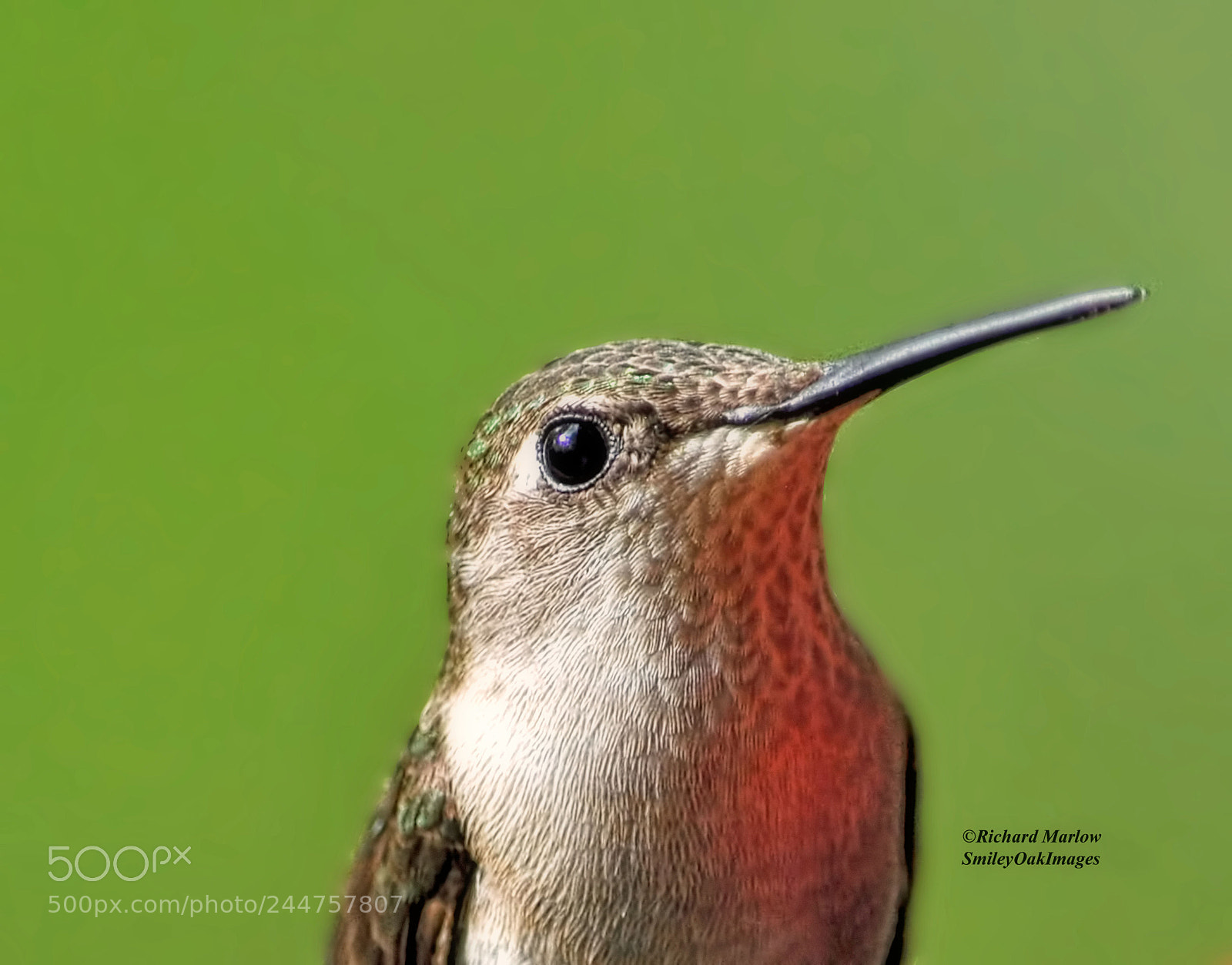 Nikon D5000 sample photo. Hummingbird photography