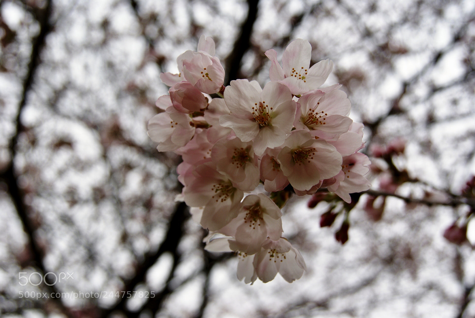 Sony Alpha DSLR-A330 sample photo. 桜 photography