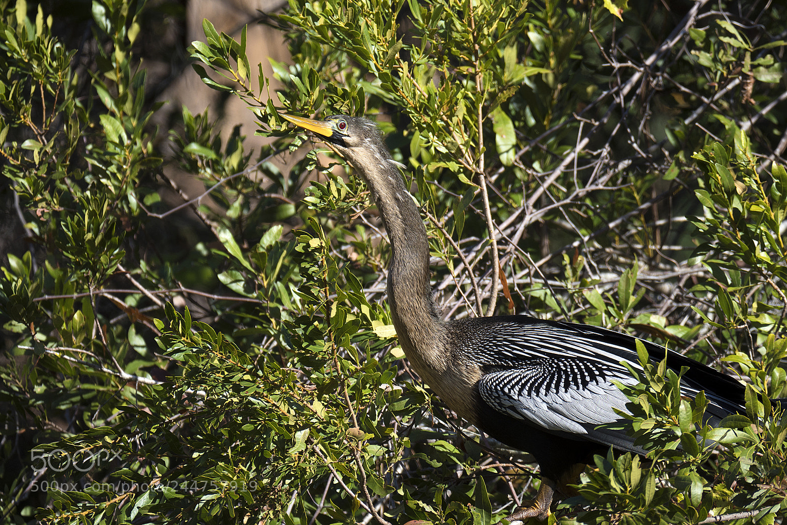 Olympus OM-D E-M1 Mark II sample photo. Anhinga photography