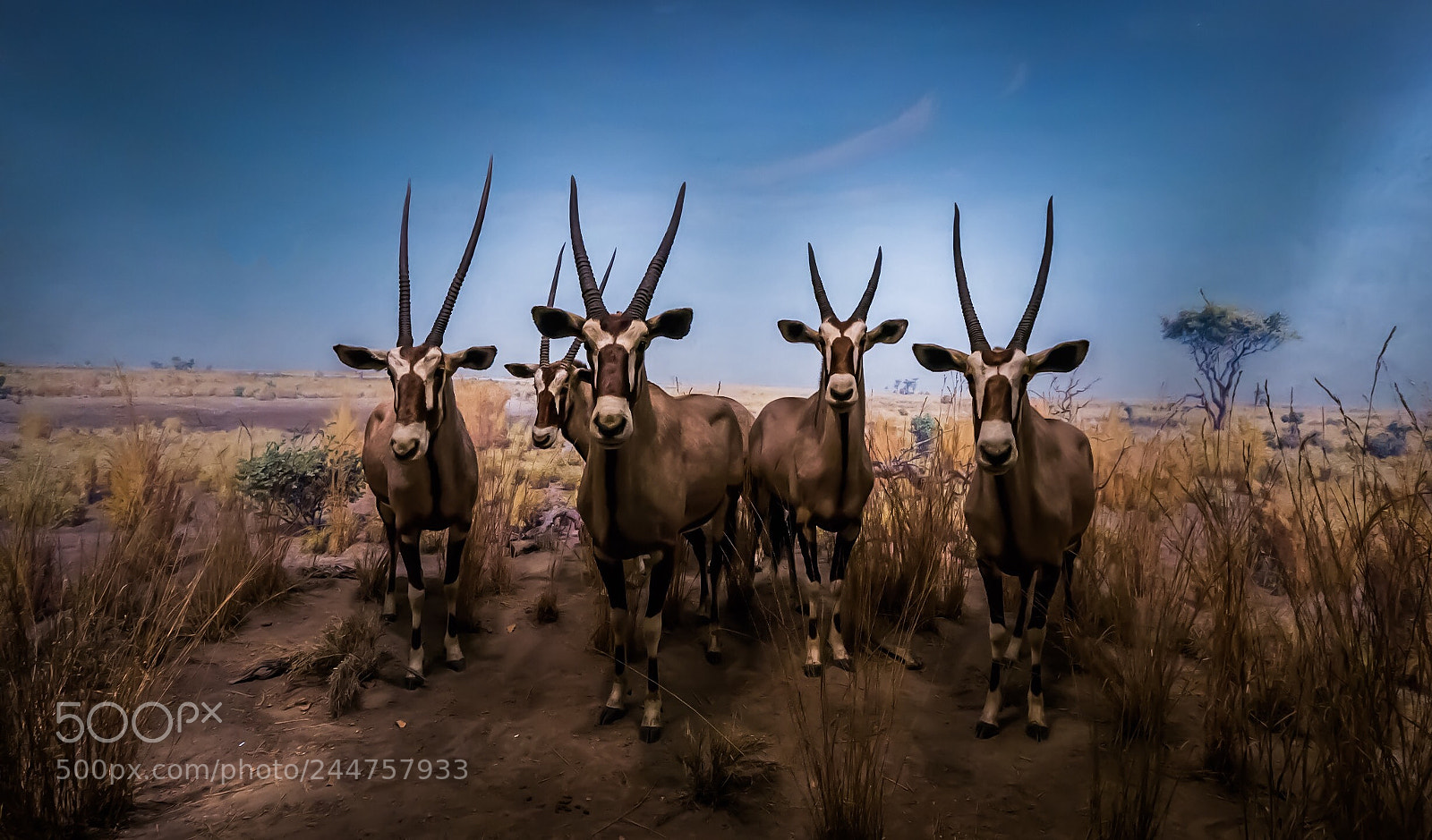 Panasonic Lumix DMC-G85 (Lumix DMC-G80) sample photo. Museum of natural history photography