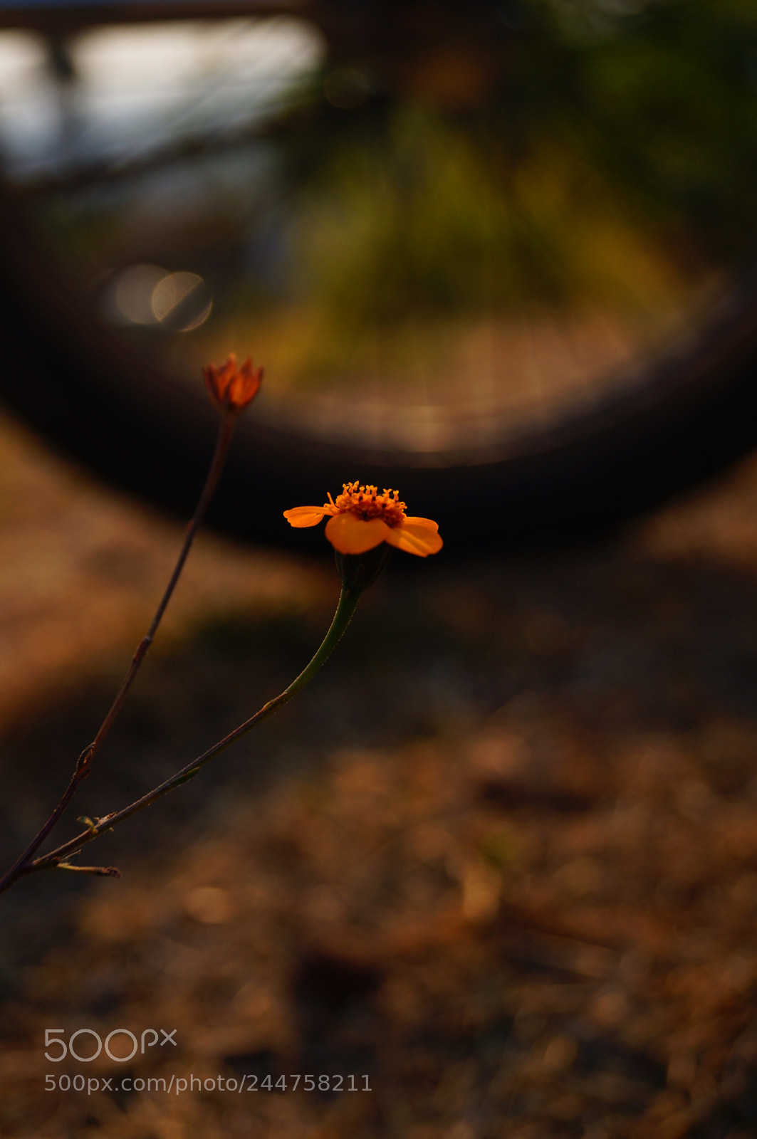 Sony SLT-A37 sample photo. Couple? photography