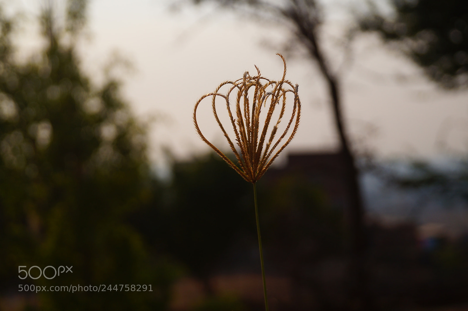Sony SLT-A37 sample photo. Only lonely photography