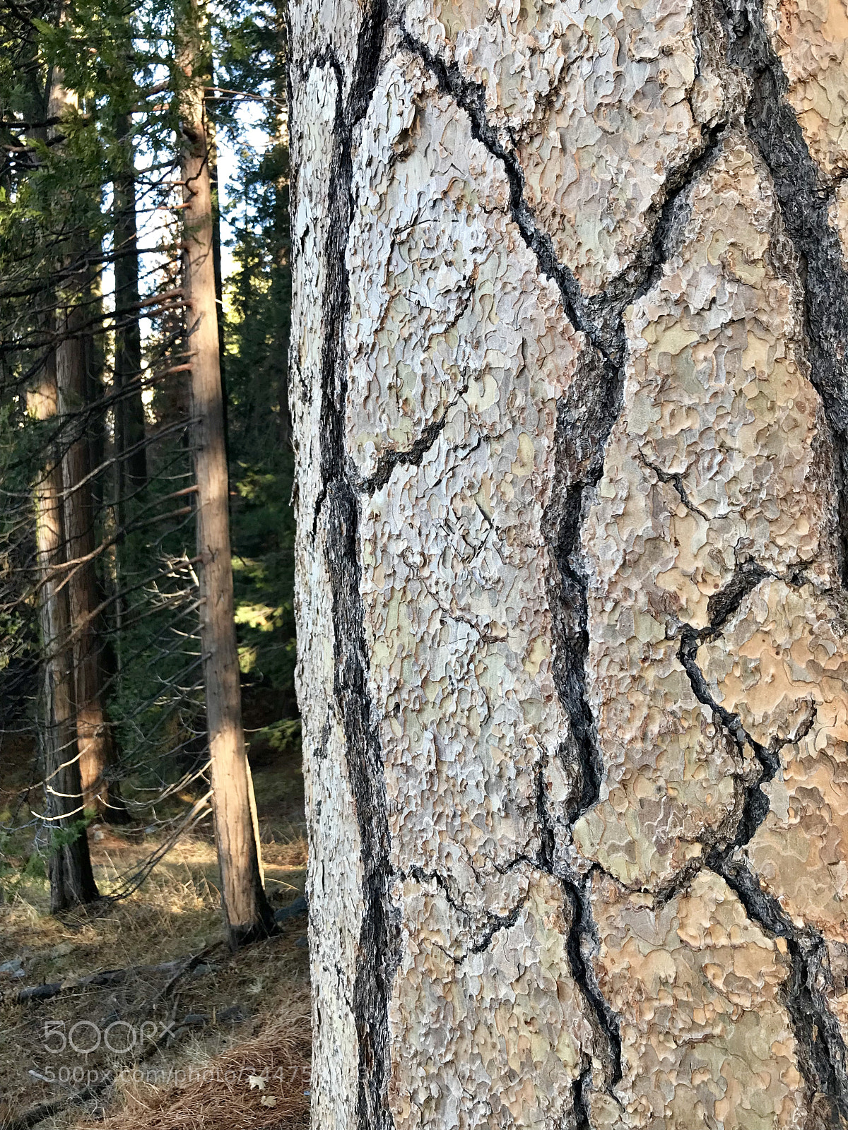 Apple iPhone 7 Plus sample photo. Sequoia national park photography