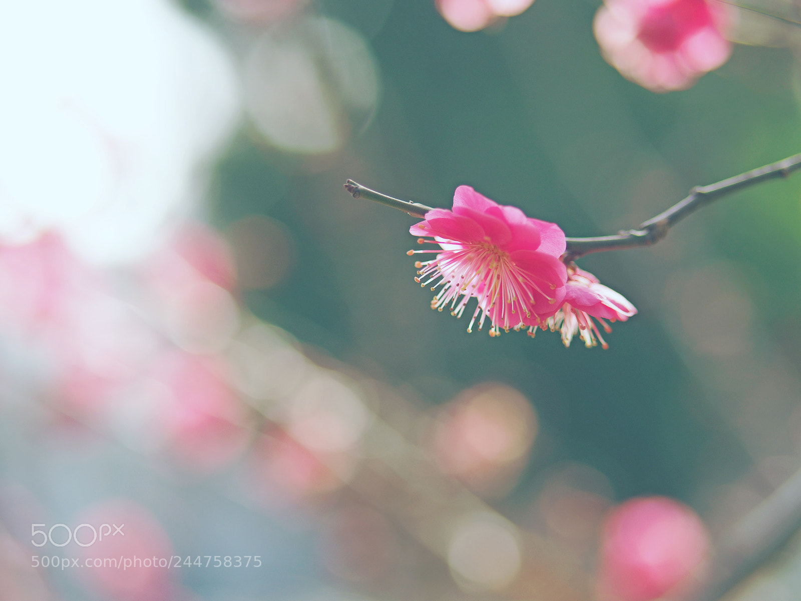 Olympus OM-D E-M10 II sample photo. Season of the enjoying photography