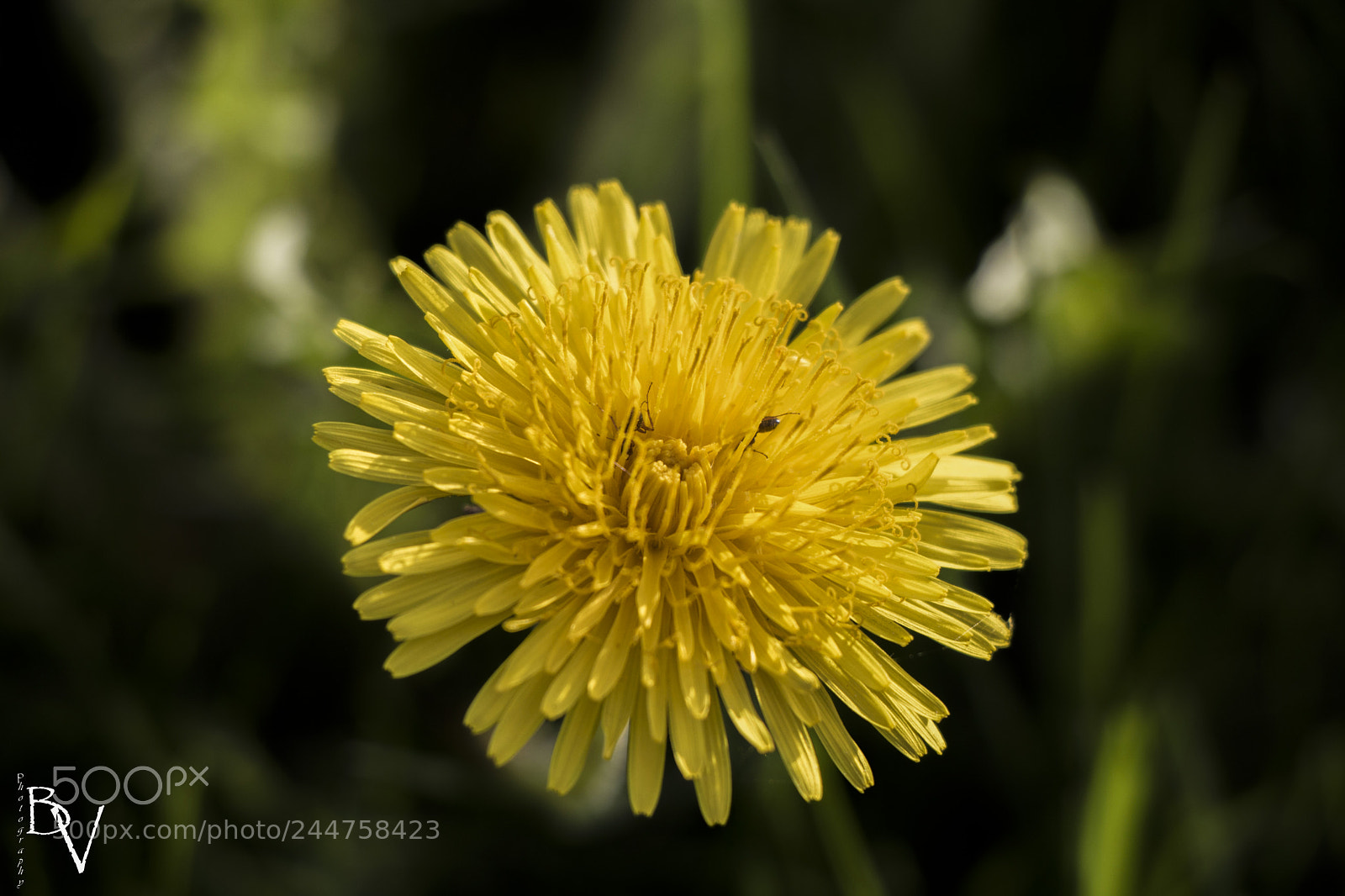 Canon EOS 760D (EOS Rebel T6s / EOS 8000D) sample photo. Colour of the summer photography