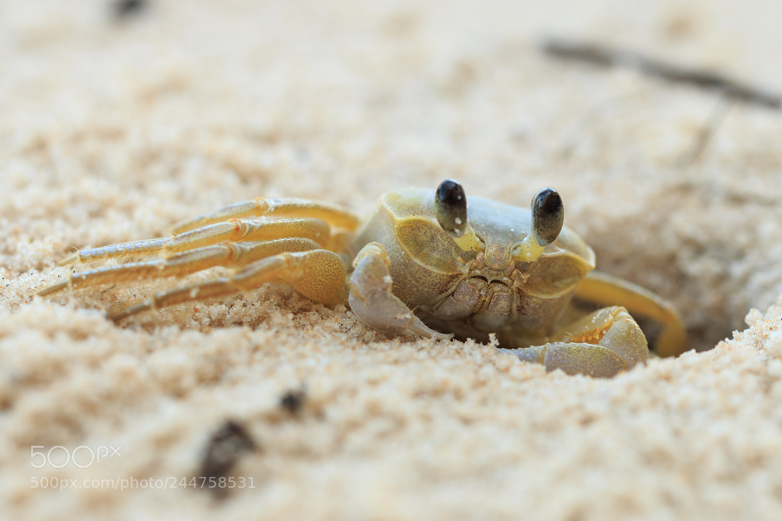 Canon EOS 70D sample photo. Ghost crab photography