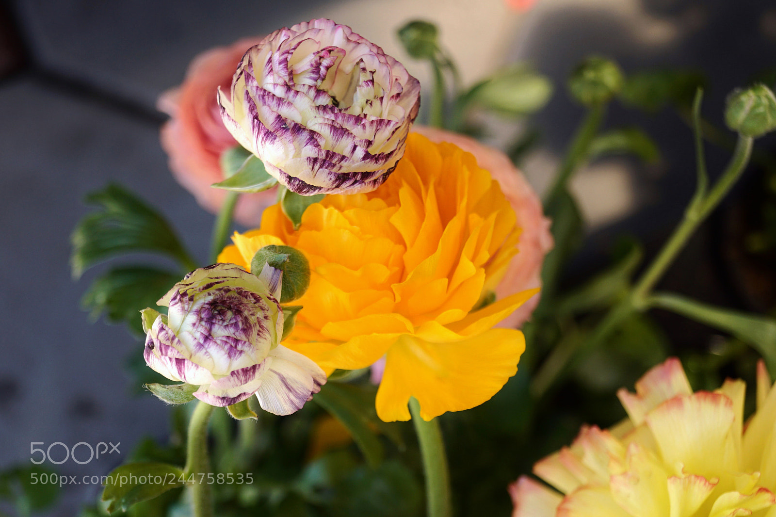 Sony SLT-A68 sample photo. Gladness photography