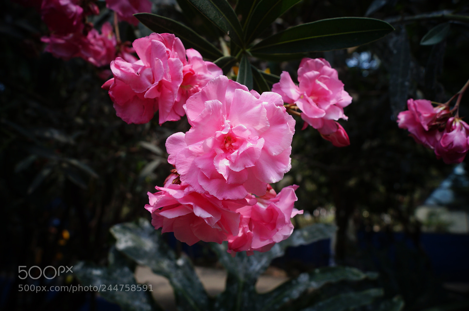 Sony SLT-A37 sample photo. Almost it's never enough photography