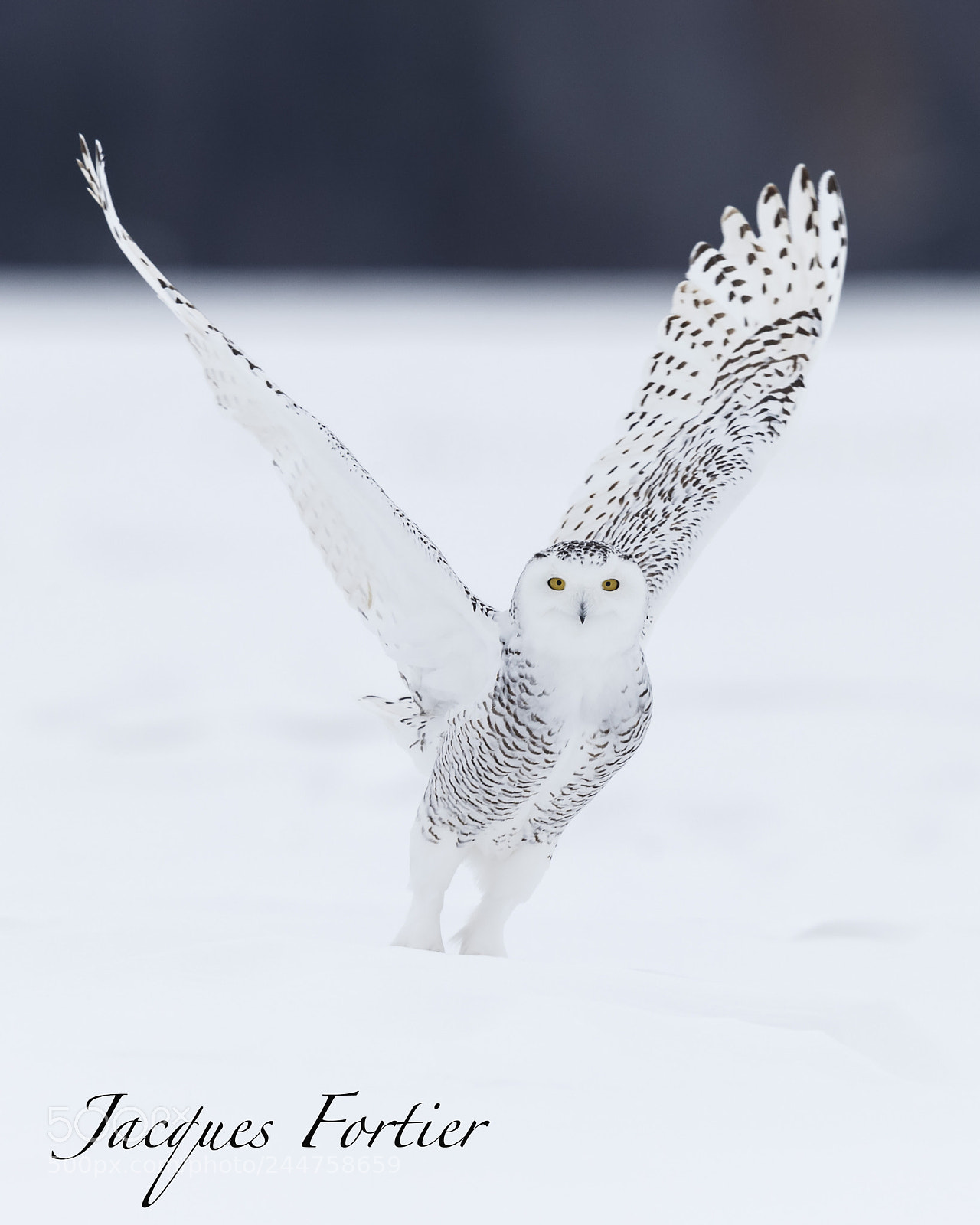 Canon EOS-1D X sample photo. Snowy owl photography