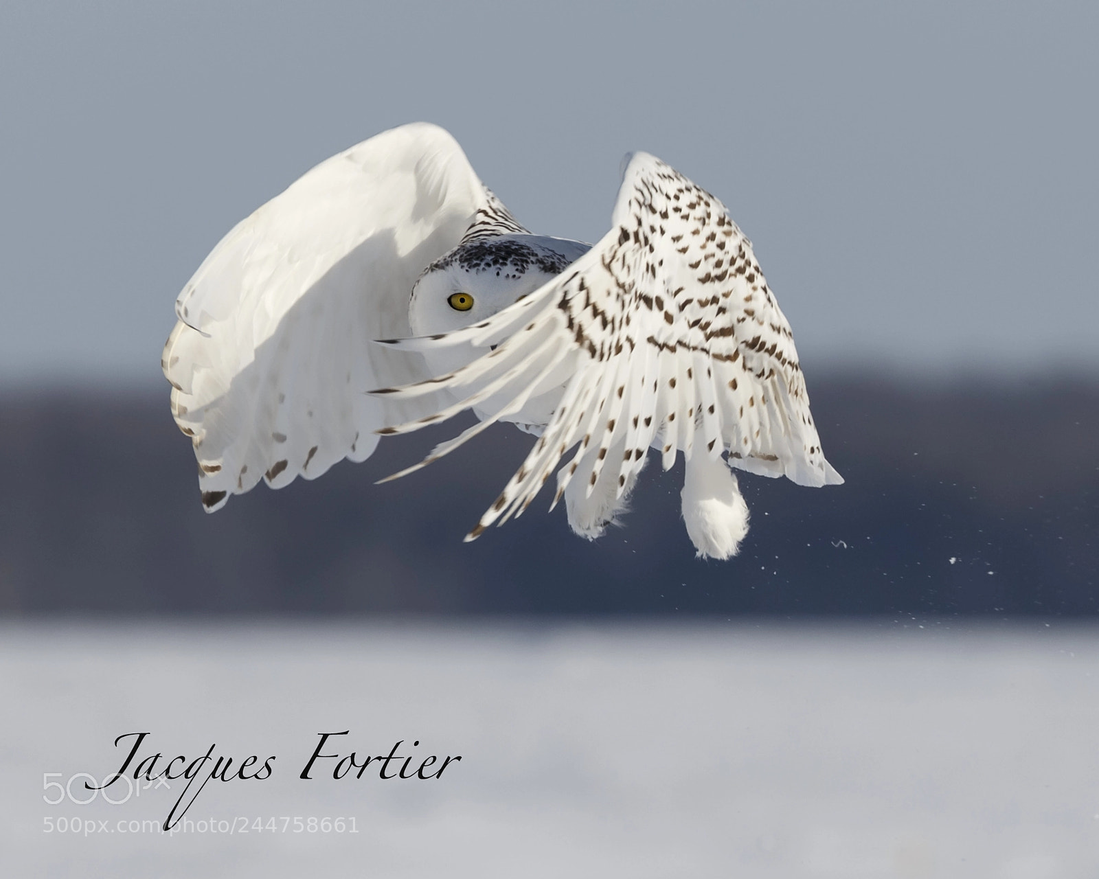 Canon EOS-1D X sample photo. Snowy owl photography