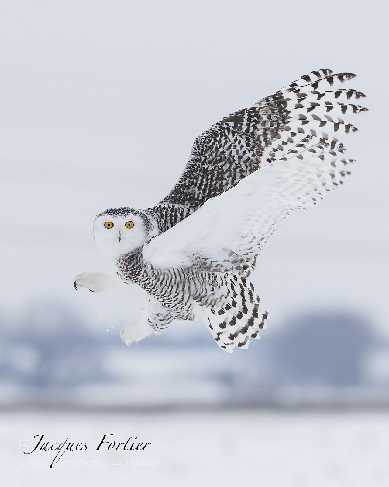 Canon EOS-1D X sample photo. Snowy owl photography