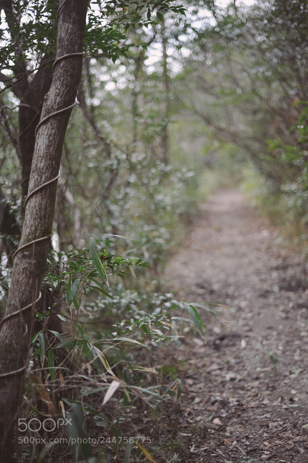 Nikon D700 sample photo. Fanfare for the common photography