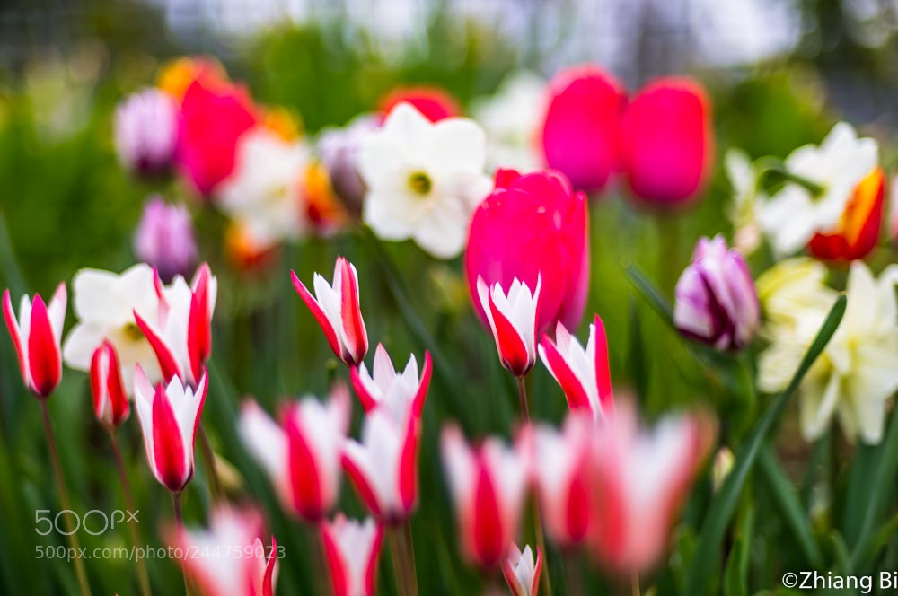 Nikon D610 sample photo. Tulips photography