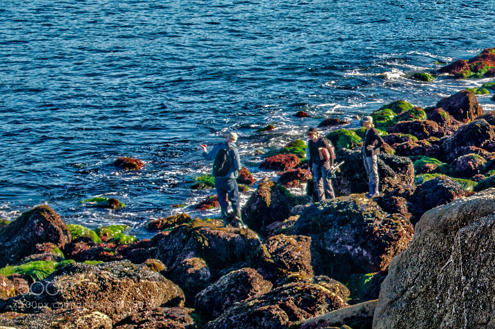 Leica M (Typ 240) sample photo. Marine biologists photography