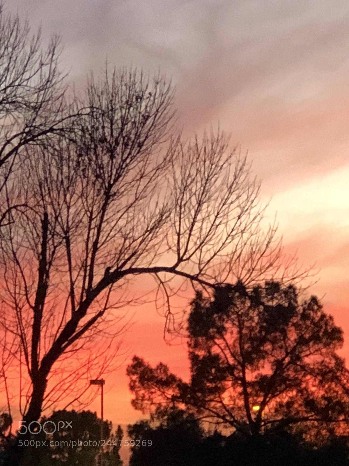 Apple iPhone 8 Plus sample photo. All ablaze! photography