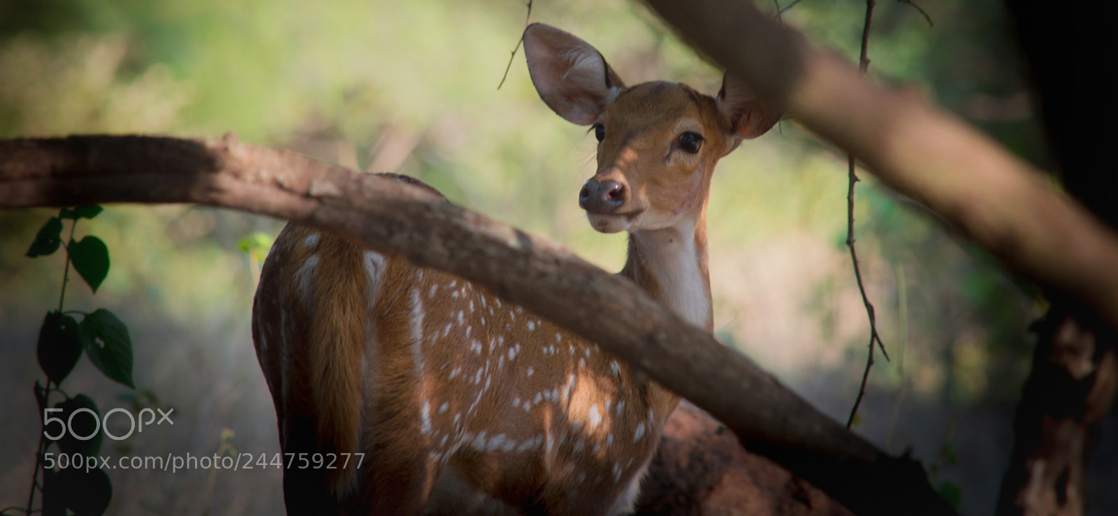 Nikon D3200 sample photo. Animal photography