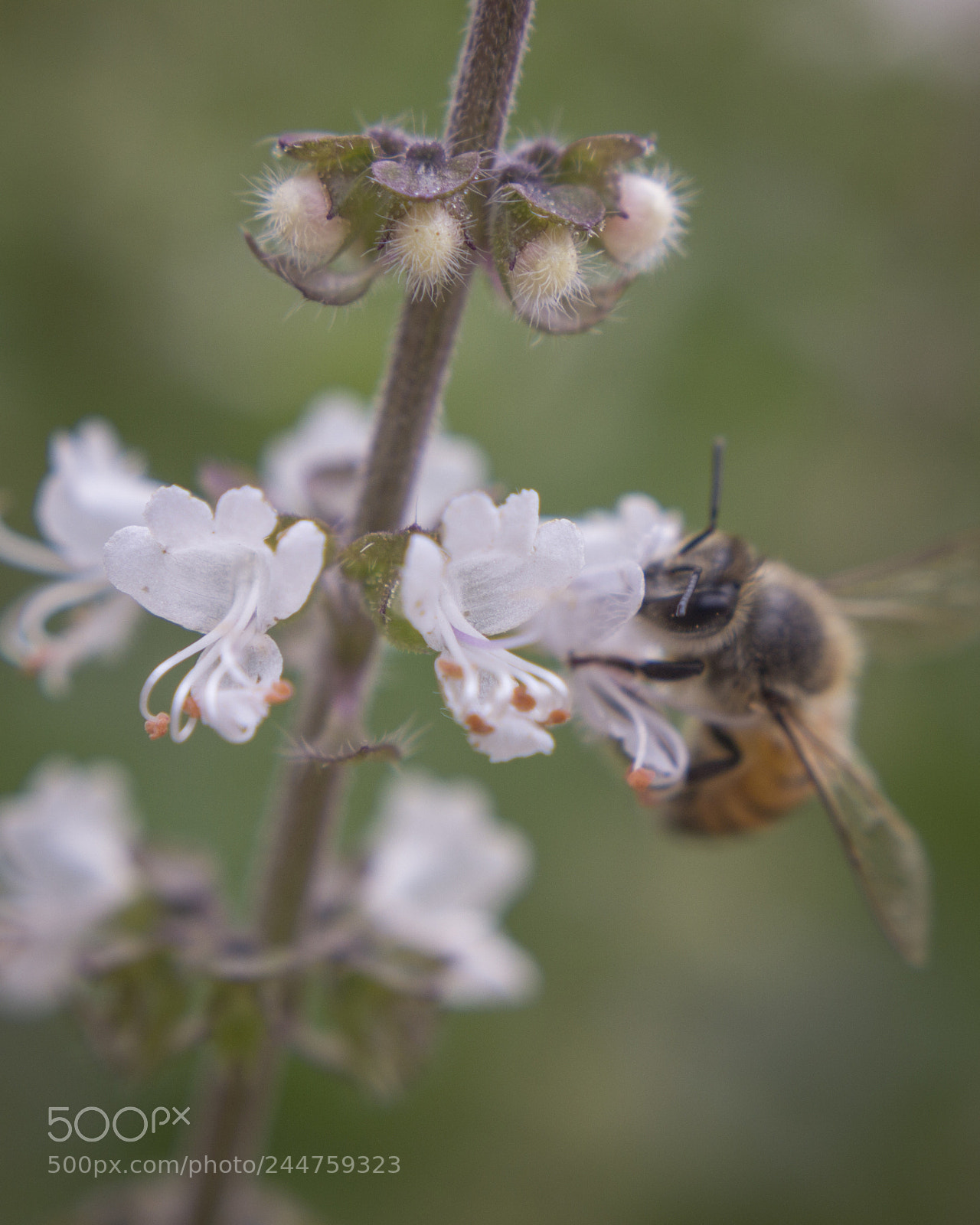 Canon EOS 600D (Rebel EOS T3i / EOS Kiss X5) sample photo. Bee photography