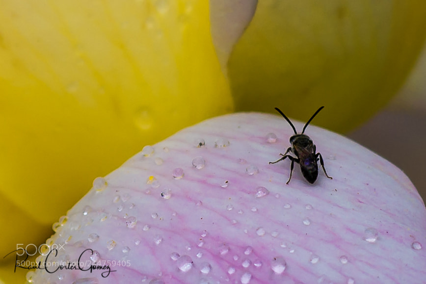 Nikon D7100 sample photo. Bicho 1 photography