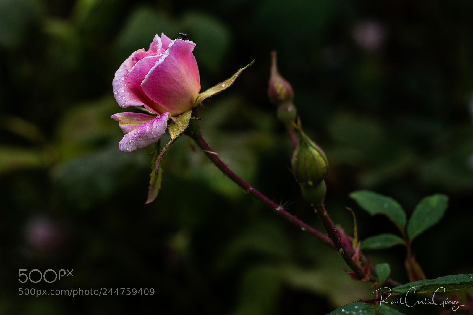 Nikon D7100 sample photo. Rosa 1 photography