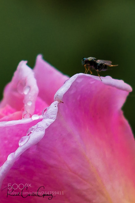 Nikon D7100 sample photo. Bicho 2 photography
