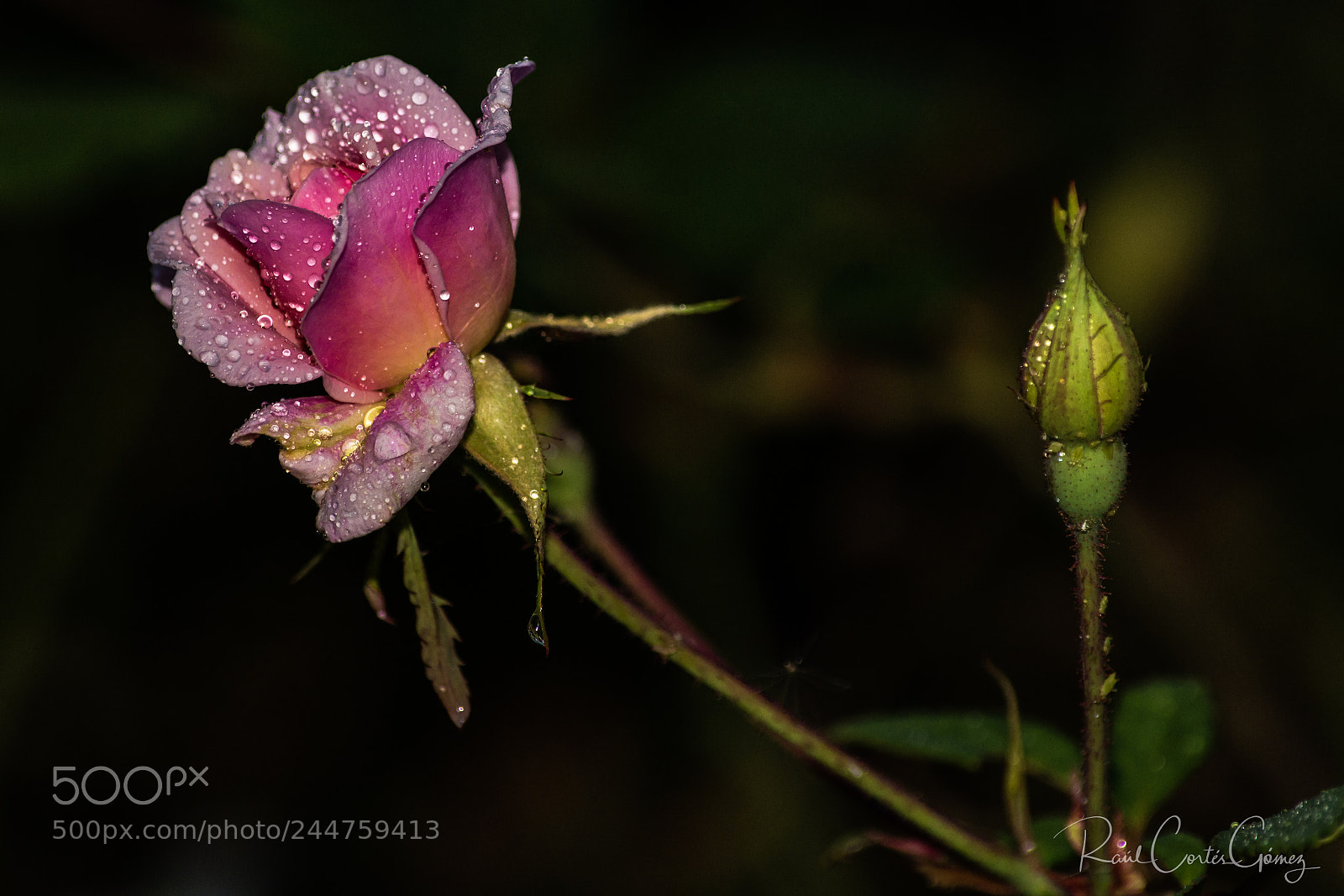 Nikon D7100 sample photo. Rosa 3 photography