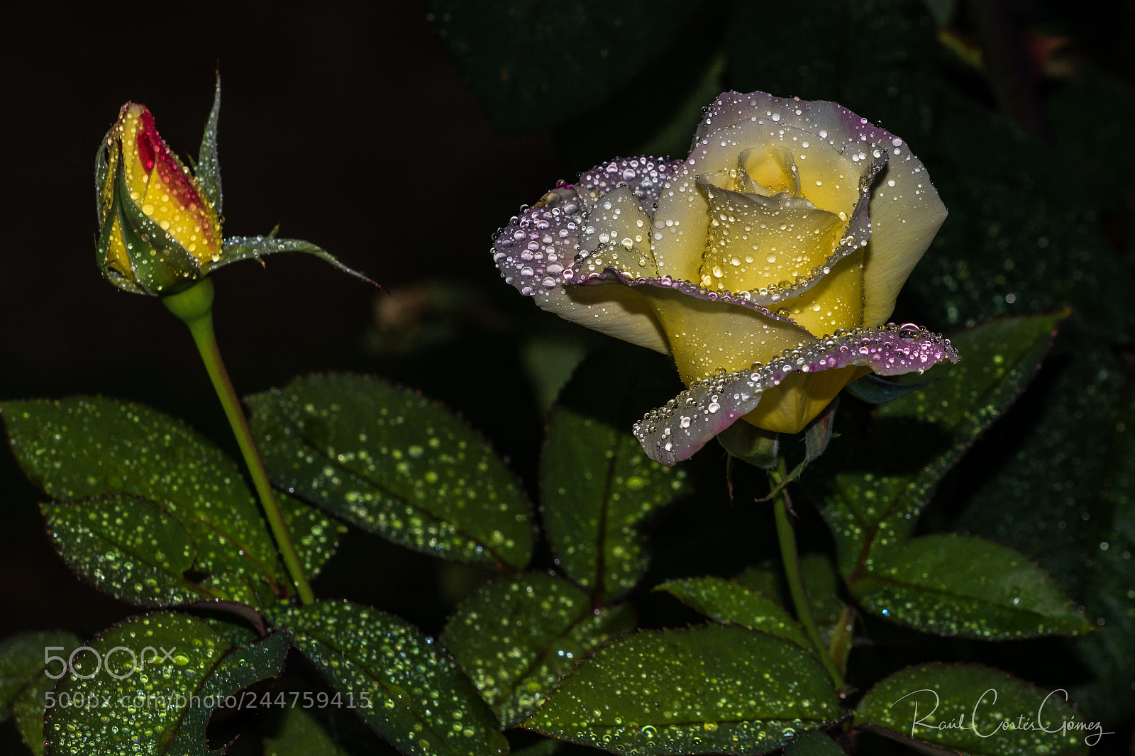 Nikon D7100 sample photo. Rosa 2 photography