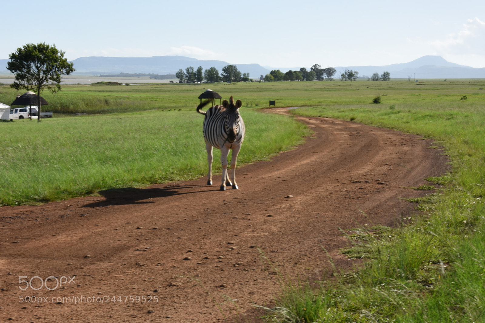 Nikon D3400 sample photo. Zebra on a dirt photography