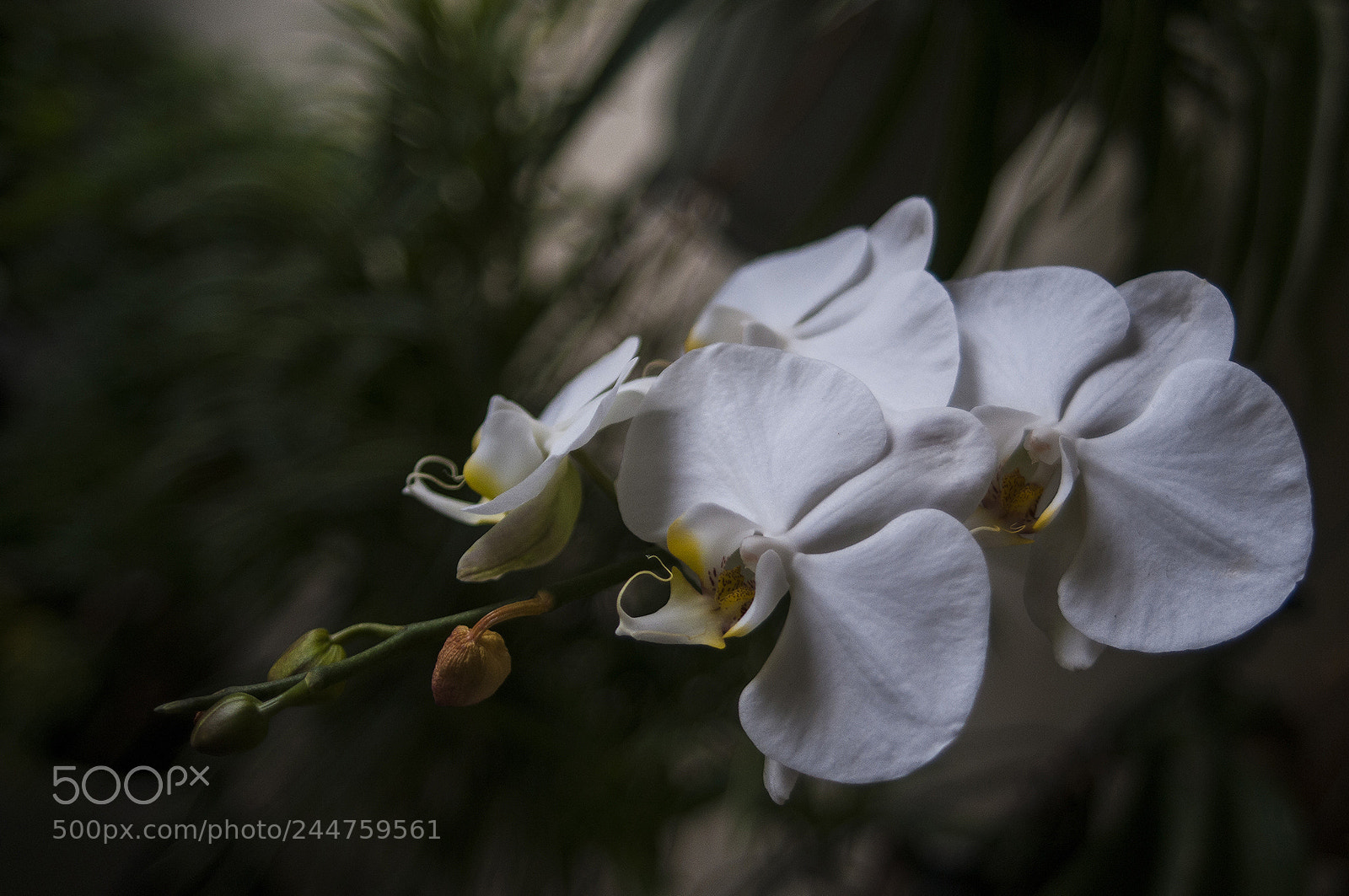 Nikon D300S sample photo. Lan hồ Điệp photography