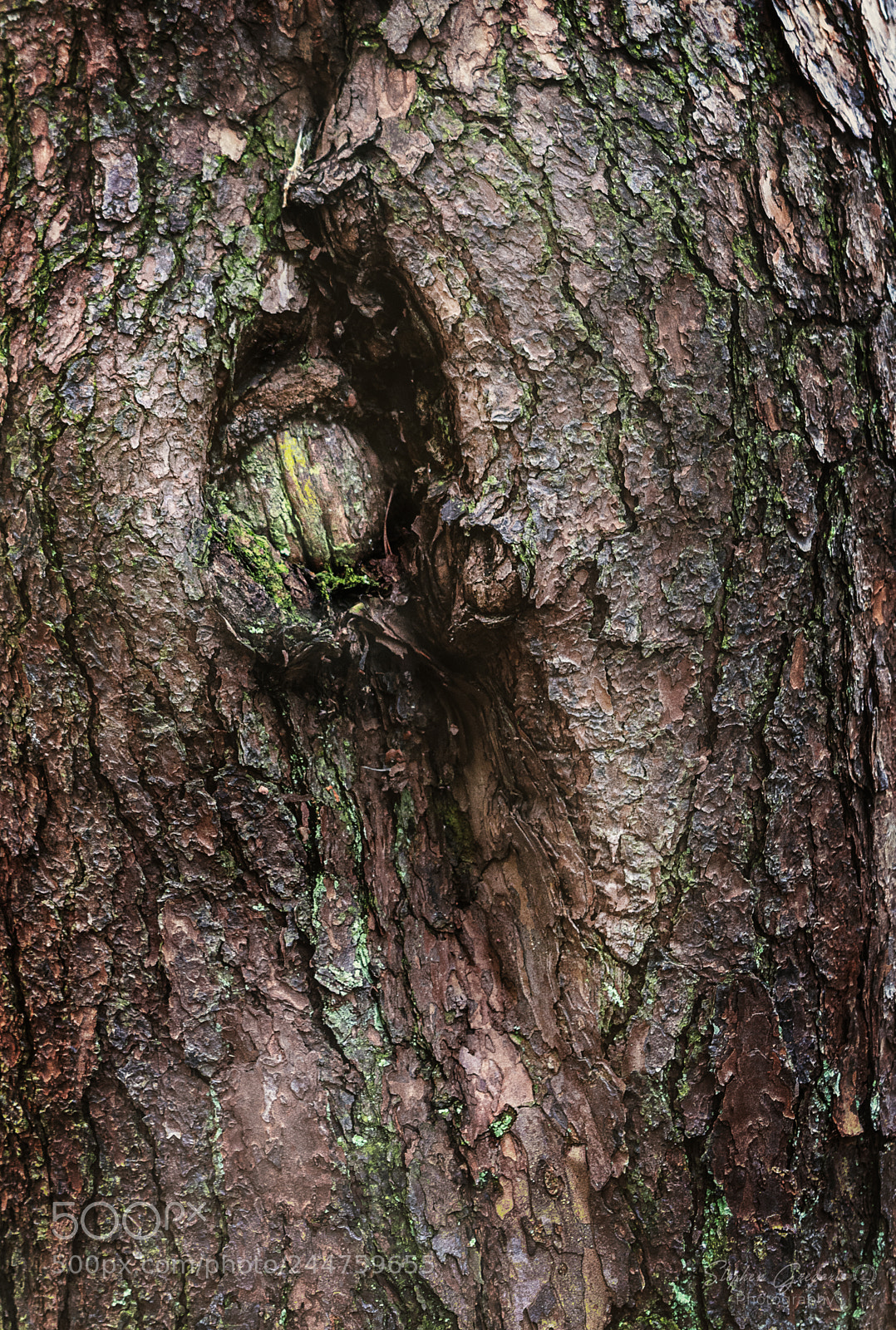 Nikon D7100 sample photo. Tree eye photography