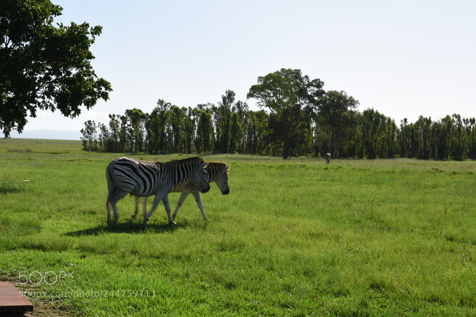 Nikon D3400 sample photo. Zebras on the grass photography