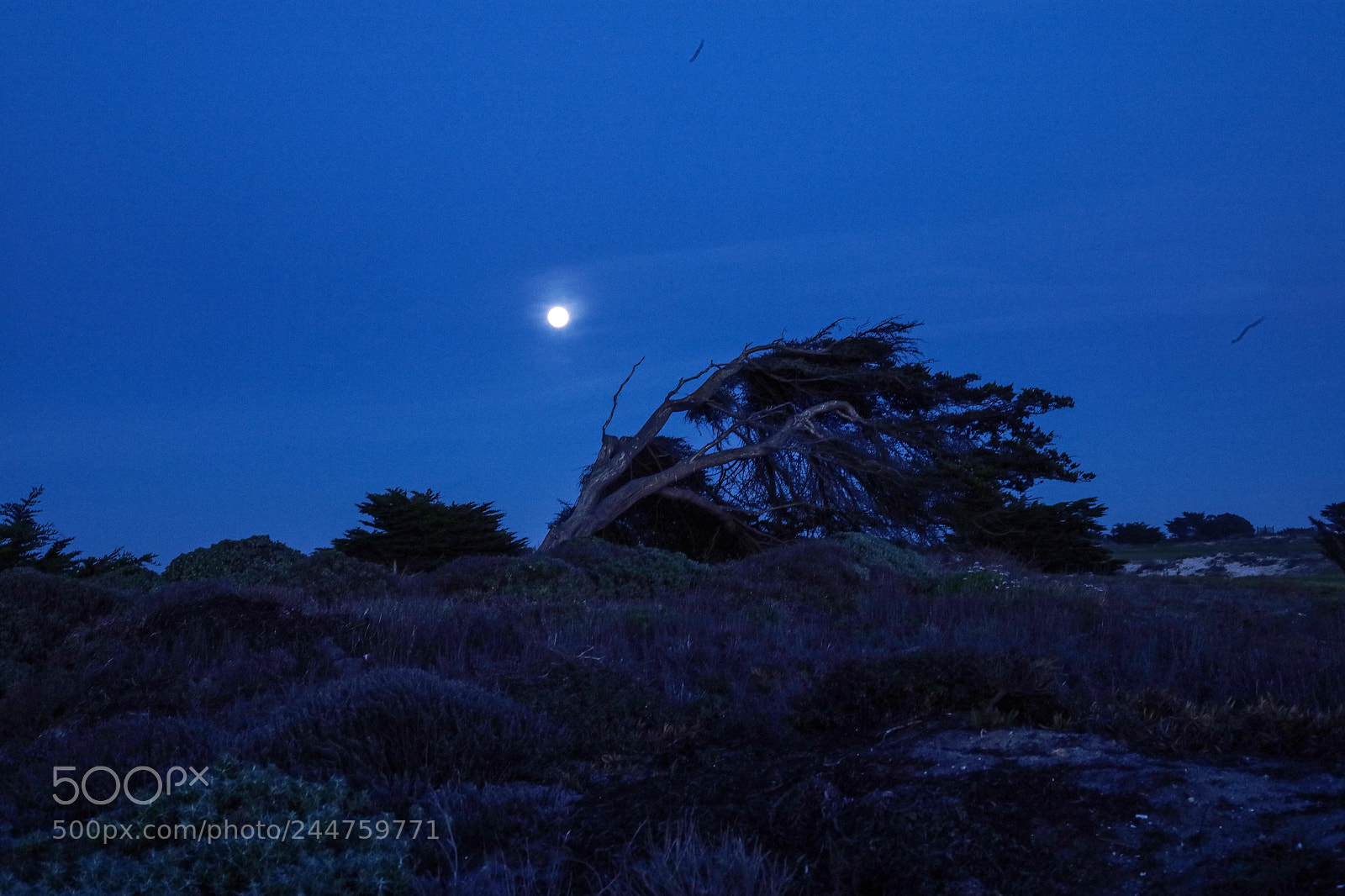Leica M (Typ 240) sample photo. Blue moon rising -31st photography