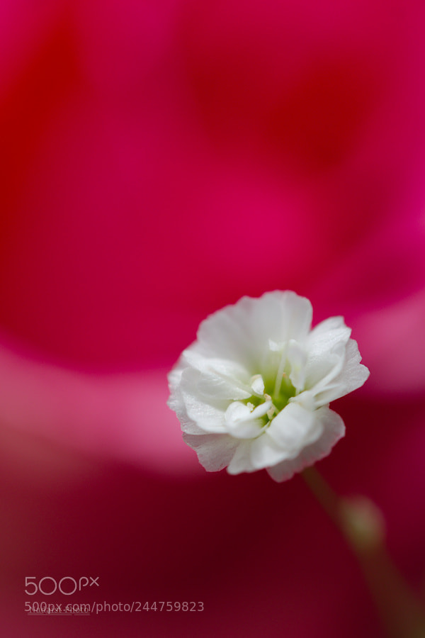 Canon EOS 700D (EOS Rebel T5i / EOS Kiss X7i) sample photo. Fleur photography
