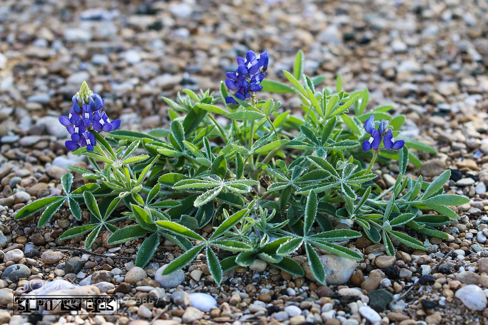 Canon EOS 7D Mark II sample photo. Bluebonnets photography