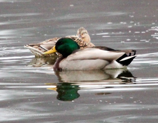 Canon EOS 1300D (EOS Rebel T6 / EOS Kiss X80) sample photo. Mallard nap photography