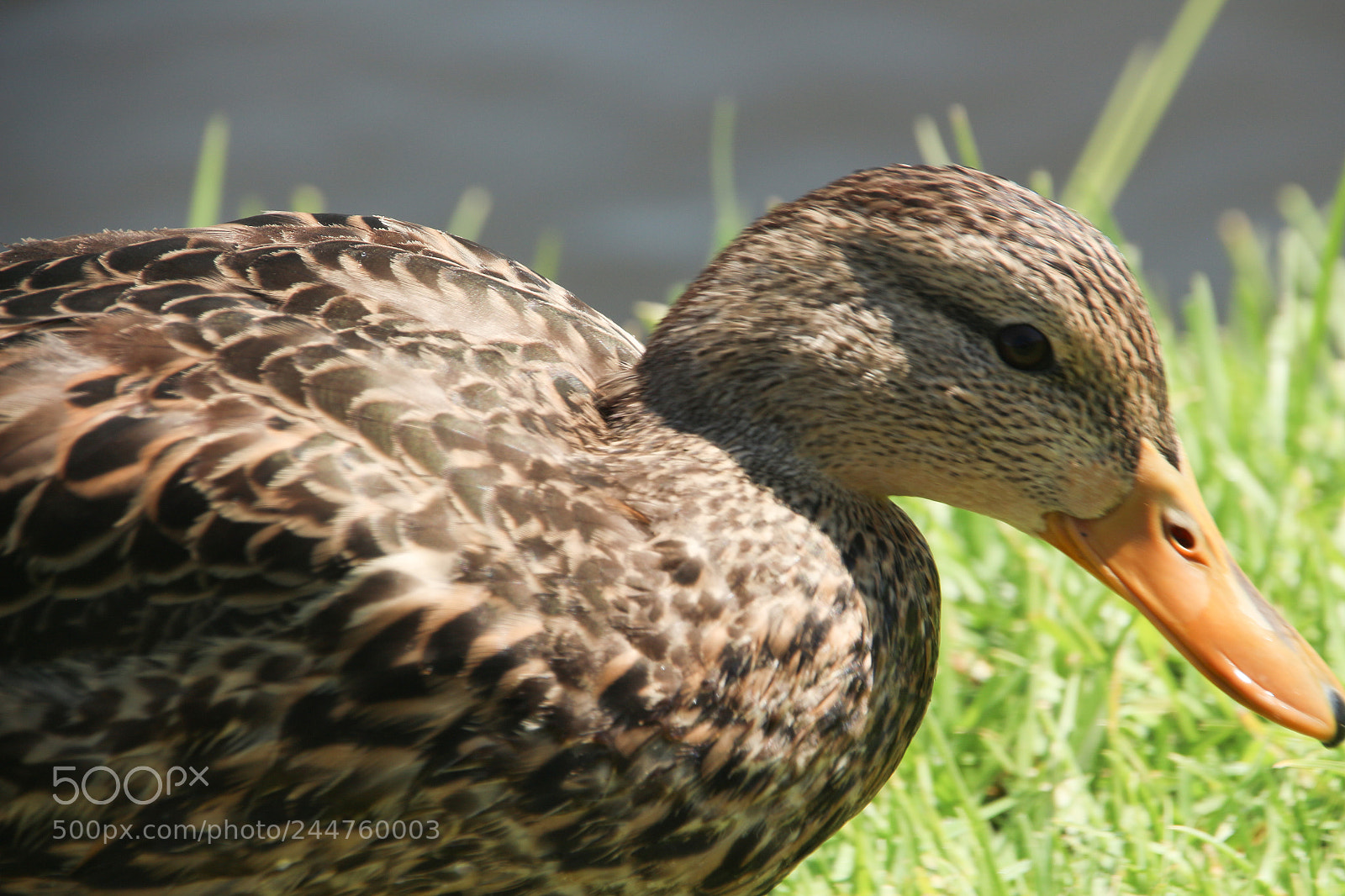 Canon EOS 700D (EOS Rebel T5i / EOS Kiss X7i) sample photo. Pato photography
