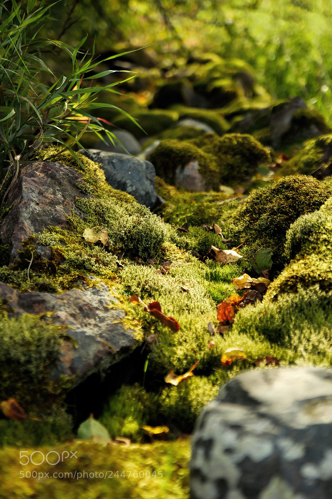 Canon EOS 60D sample photo. Manmade meet nature photography
