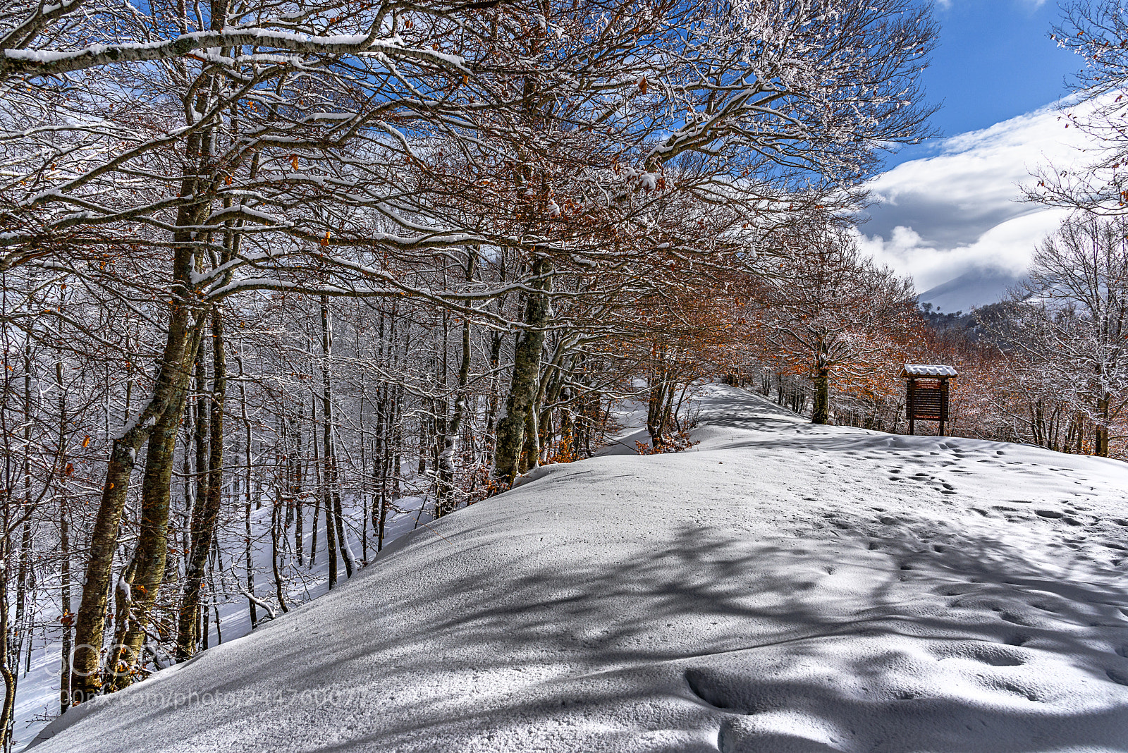 Nikon D810 sample photo. White silence photography