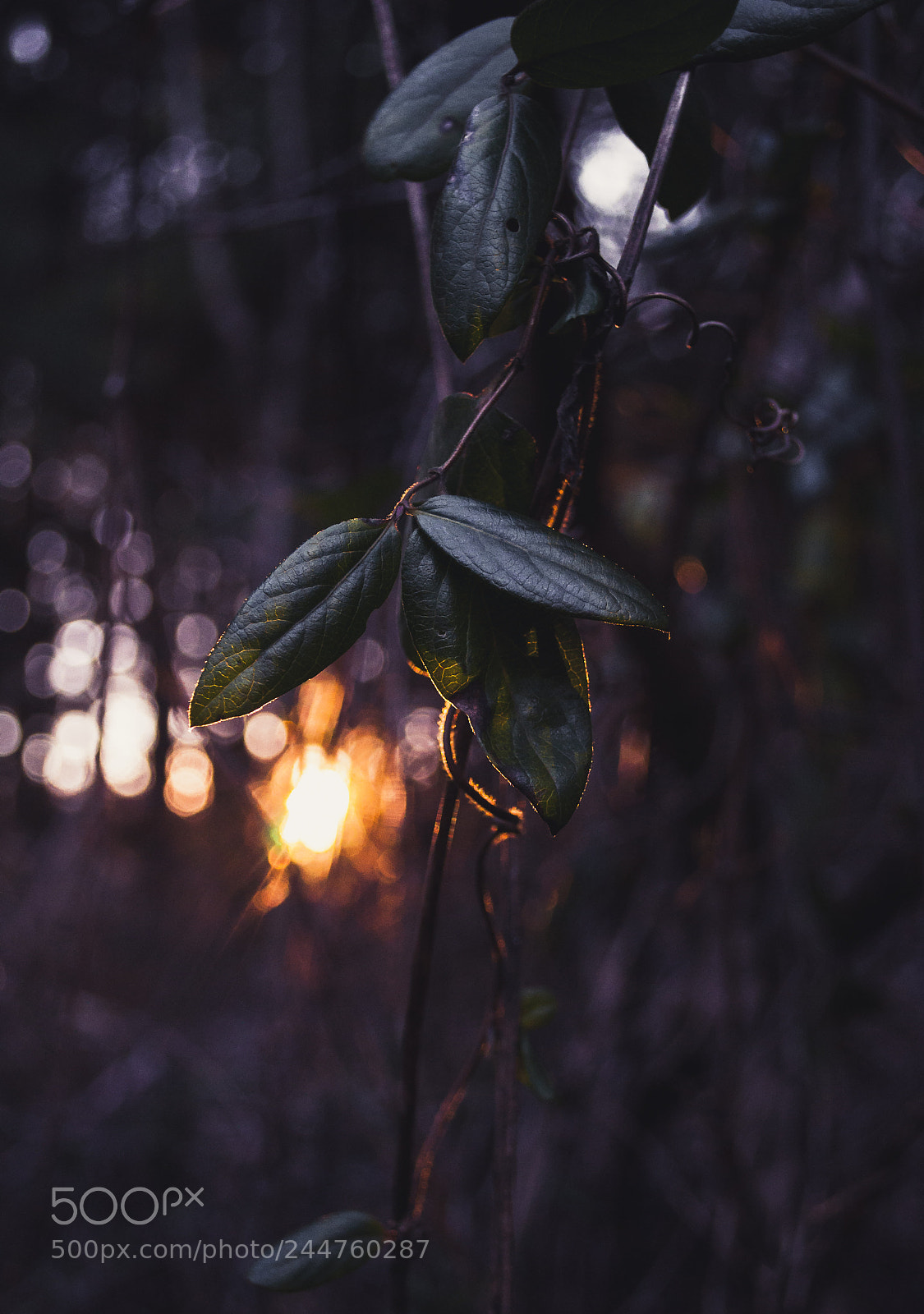 Nikon D5000 sample photo. Just leaf it alone photography