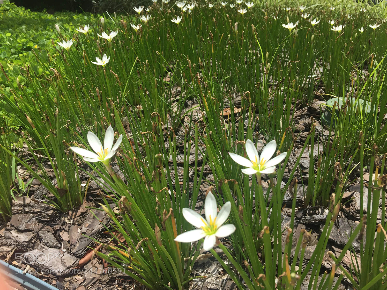 Apple iPhone 6 Plus sample photo. Mogi das cruzes, sp photography