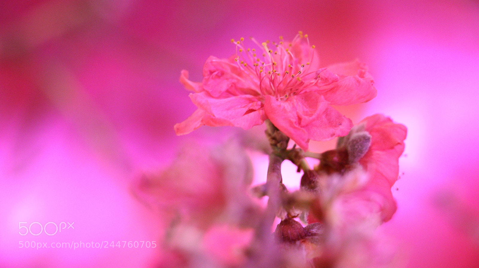 Canon EOS 70D sample photo. Pink photography
